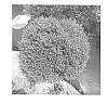 Westringia%20fruticosa%20plant%20named%20%27WES07%27