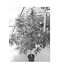 Cannabis%20plant%20named%20%27Erez%27