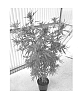 Cannabis%20plant%20named%20%27MIDNIGHT%27