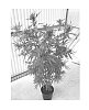 Cannabis%20plant%20named%20%27MIDNIGHT%27
