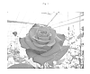 Rosa%20%27SPESALLE%27