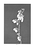 Vaccinium%20corymbosum%20%27FL98-325%27