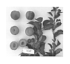 Prunus%20armeniaca%20%27Suapritwelve%27