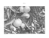 Citrus%20reticulata%20%27GCM%20305%27