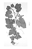 Vitis%20vinifera%20L.%20%27Sunpreme%27