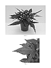Ipomoea%20batatas%20%27Balsolablack%27