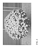 Chrysanthemum%20x%20morifolium%20Ramat.%20%27Zanmuceles%27