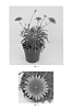 Argyranthemum%20x%20hybrida%20%27Bonmad%2011277%27