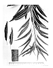 Almond%20Tree%2C%20%27LONE%20STAR%27