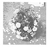 Rosa%20hybrida%20%27Chewnicebell%27