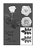 Rosa%20hybrida%20%27ESM%20R177%27