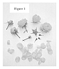 Rosa%20hybrid%20%27Poulpal056%27