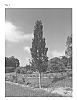 Pyrus%20calleryana%20x%20Pyrus%20pyrifolia%20%27NCPX1%27
