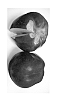 Prunus%20persica%20%27Burnecttwentynine%27