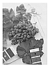 Vitis%20interspecific%20hybrid%20%27IFG%20Twenty-one%27