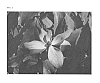 Cornus%20hongkongensis%20x%20Cornus%20kousa%20%27Satomi%27%20%27NCCH1%27