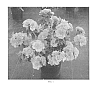 Rhododendron%20kaempferi%20hybrid%20%27WALPINRUF%27