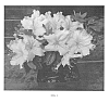 Rhododendron%20kaempferi%20hybrid%20%27WALSANBARB%27