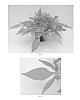 Ipomoea%20batatas%20%27Balsolalime%27