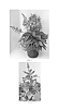 Digitalis%20x%20hybrida%20%27Takforoiv%27