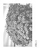 Chrysanthemum%20x%20morifolium%20Ramat.%20%27Zanmubrilpin%27