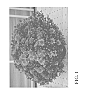 Chrysanthemum%20x%20morifolium%20Ramat.%20%27Zanmuperfecor%27