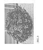 Chrysanthemum%20x%20morifolium%20Ramat.%20%27Zanmuperfecor%27