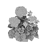 Pelargonium%20zonale%20%27Duedium14%27