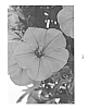Petunia%20sensu%20wijsman%20%27DRAY305%27