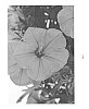 Petunia%20sensu%20wijsman%20%27DRAY305%27