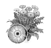 Gerbera%20hybrida%20%27Flocanoes%27