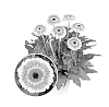Gerbera%20hybrida%20%27Flokaroo%27