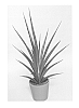 Sansevieria%20aeethiopica%20x%20cylindrica%20%27SUPSAN1301%27