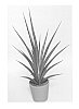 Sansevieria%20aeethiopica%20x%20cylindrica%20%27SUPSAN1301%27