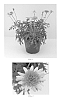 Argyranthemum%20x%20hybrida%20%27Bonmad%2011276%27