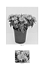 Monarda%20didyma%20%27Balbalmink%27