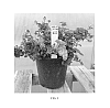 Rosa%20hybrida%20%27SFROSA154%27