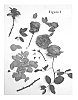 Rosa%20hybrid%20%27Poulren014%27