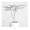 Jacaranda%20mimosifolia%20%27Sakai01%27