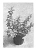 Viburnum%20bracteatum%20%27SMVDLS%27