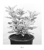 Photinia%20serratifolia%20%27Oploo5%27