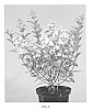 Hydrangea%20paniculata%20%27Vlasveld002%27