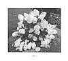 Hydrangea%20paniculata%20%27RENCRI%27