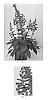 Digitalis%20x%20hybrida%20%27Takfoplgo%27