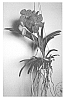 Vanda%20%27SPCDW1203%27