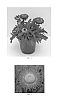 Xerochrysum%20bracteatum%20%27Bondre%2011100%27