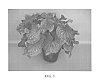 Caladium%20x%20hortulanum%20%27Sizzle%27