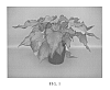 Caladium%20x%20hortulanum%20%27Passionista%27