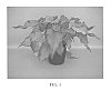 Caladium%20x%20hortulanum%20%27Passionista%27