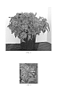 Monarda%20didyma%20%27Balbalmac%27